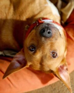 135095721_1277132679336851_1065792950518571421_n